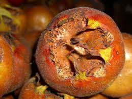 Attēlu rezultāti vaicājumam “Mespilus germanica fruit”