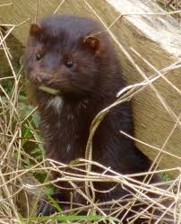 Attēlu rezultāti vaicājumam “Mustela vison”