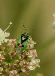 Attēlu rezultāti vaicājumam “Orthops campestris”