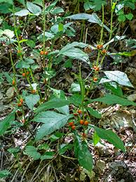 Attēlu rezultāti vaicājumam “Trifolium montanum fruit”