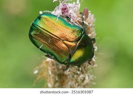 Attēlu rezultāti vaicājumam “Cetonia aurata imago”