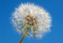 Attēlu rezultāti vaicājumam “Taraxacum suecicum flower”