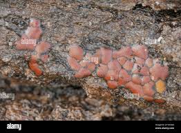 Attēlu rezultāti vaicājumam “Dianema depressum”