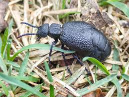 Attēlu rezultāti vaicājumam “Meloe sp.”