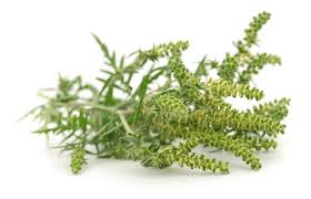 Attēlu rezultāti vaicājumam “Ambrosia artemisiifolia fruit”