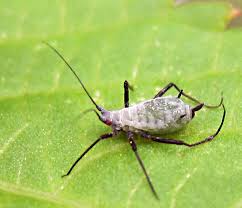 Attēlu rezultāti vaicājumam “Macrosiphoniella absinthii”