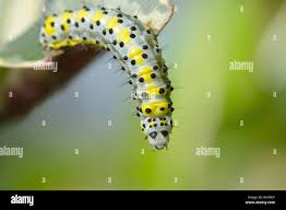 Attēlu rezultāti vaicājumam “Diloba caeruleocephala”