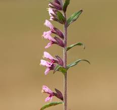 Attēlu rezultāti vaicājumam “Odontites vulgaris flower”