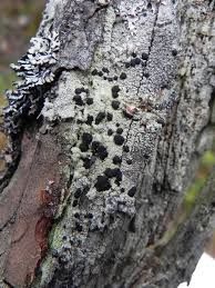 Attēlu rezultāti vaicājumam “Mycoblastus sanguinarius”