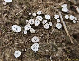 Attēlu rezultāti vaicājumam “Poronia punctata”