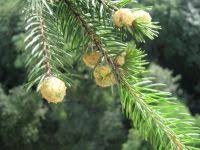 Attēlu rezultāti vaicājumam “Adelges laricis”