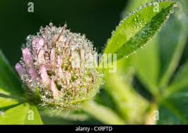 Attēlu rezultāti vaicājumam “Trifolium medium bud”