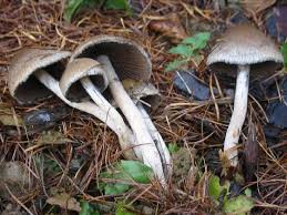 Attēlu rezultāti vaicājumam “Psathyrella lacrymabunda”