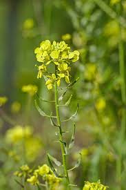 Attēlu rezultāti vaicājumam “Sinapis alba flower”