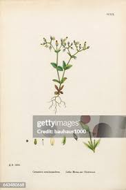 Attēlu rezultāti vaicājumam “Cerastium semidecandrum leaf”