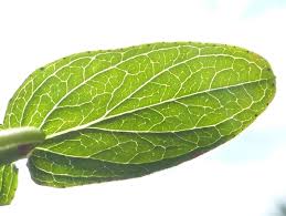 Attēlu rezultāti vaicājumam “Hypericum perforatum leaf”