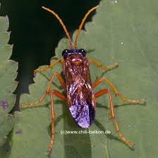 Attēlu rezultāti vaicājumam “Tenthredo campestris”