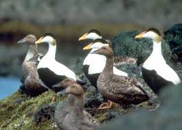 Attēlu rezultāti vaicājumam “Somateria mollissima”