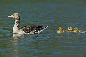 Attēlu rezultāti vaicājumam “Anser anser juvenile”