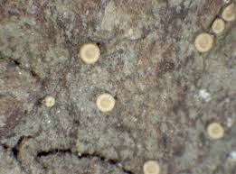 Attēlu rezultāti vaicājumam “Coenogonium pineti”