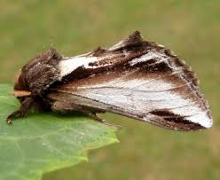 Attēlu rezultāti vaicājumam “Pheosia gnoma male”