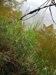 Attēlu rezultāti vaicājumam “Calamagrostis canescens”