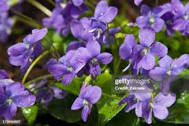 Attēlu rezultāti vaicājumam “Viola canina flower”