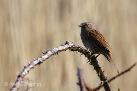 Attēlu rezultāti vaicājumam “Prunella modularis adult”
