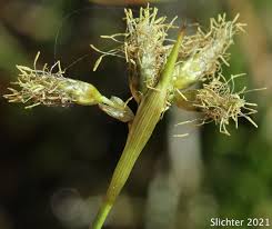 Attēlu rezultāti vaicājumam “Eriophorum gracile”