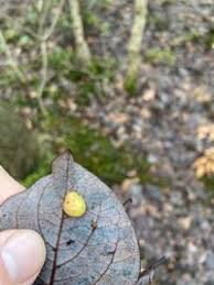 Attēlu rezultāti vaicājumam “Euura pedunculi”