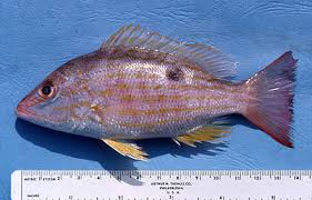 Image result for Lutjanus synagris