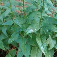 Attēlu rezultāti vaicājumam “Campanula rapunculoides leaf”