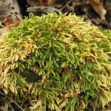 Attēlu rezultāti vaicājumam “Leskea polycarpa sporophyte”