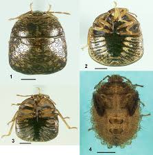 Attēlu rezultāti vaicājumam “Cribraria rubiginosa macro”