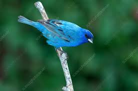 Image result for Passerina cyanea