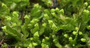 Attēlu rezultāti vaicājumam “Odontoschisma denudatum”