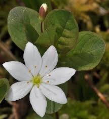 Attēlu rezultāti vaicājumam “Trientalis europaea leaf”