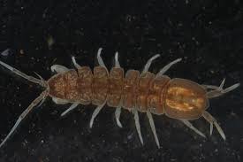 Attēlu rezultāti vaicājumam “Asellus aquaticus”