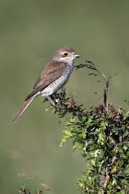 Attēlu rezultāti vaicājumam “Lanius collurio female”