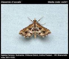 Attēlu rezultāti vaicājumam “Diasemia reticularis”