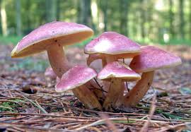 Attēlu rezultāti vaicājumam “Tricholomopsis rutilans”