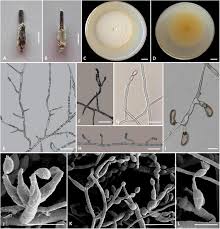 Attēlu rezultāti vaicājumam “Cordyceps polyarthra”