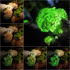 Attēlu rezultāti vaicājumam “Panellus stipticus”