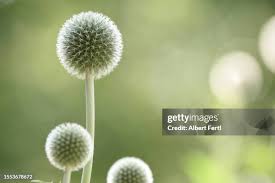 Attēlu rezultāti vaicājumam “Echinops sphaerocephalus leaf”