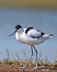 Attēlu rezultāti vaicājumam “Recurvirostra avosetta”