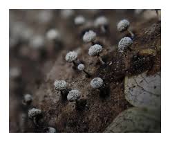 Attēlu rezultāti vaicājumam “Didymium squamulosum stalked”