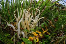 Attēlu rezultāti vaicājumam “Clavaria sphagnicola”