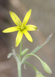 Attēlu rezultāti vaicājumam “Gagea pratensis flower”