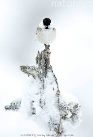 Attēlu rezultāti vaicājumam “Poecile montanus”