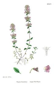 Attēlu rezultāti vaicājumam “Thymus pulegioides”